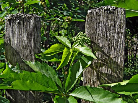 wild grape on old fence