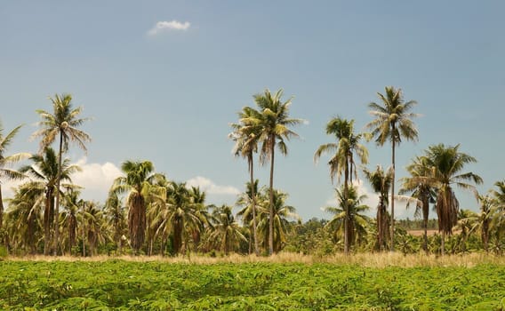 Bright and colorful tropical landscape with palm trees.