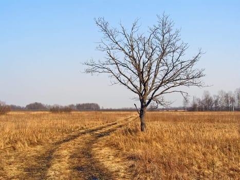 small oak on autumn field