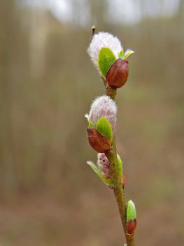 buds on branch tree