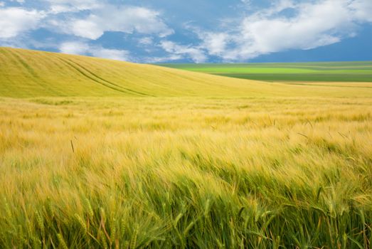 Landscape of wheat field in France