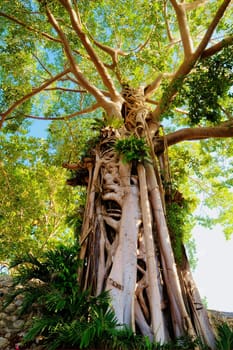 Giant Tree in the rain forest. Bright jungle landscape