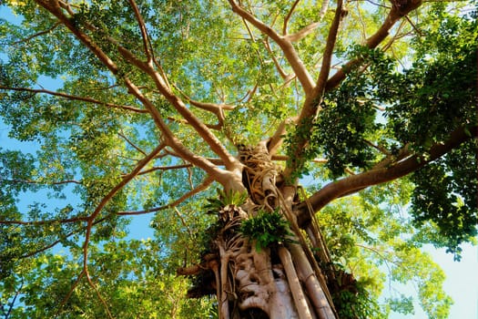 Giant Tree in the rain forest. Bright jungle landscape