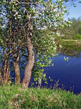 wild aple tree near river