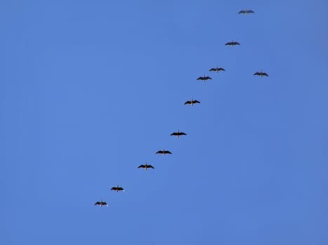geese in turn blue sky