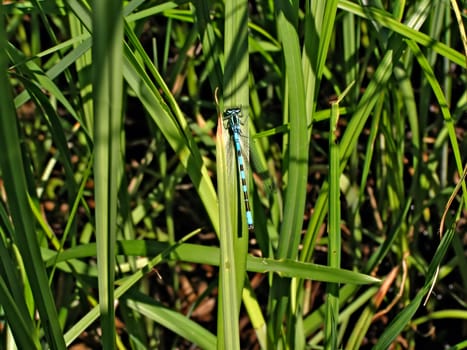 dragonfly in herb