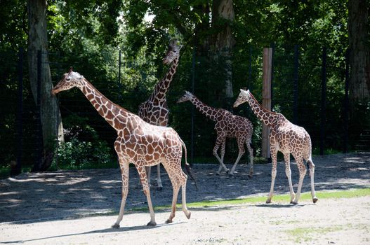 Group of giraffes walking in a park