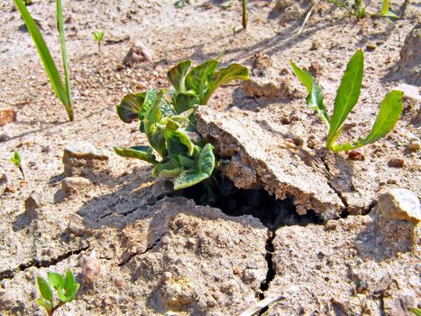 sprout of the potatoes breaks dry land