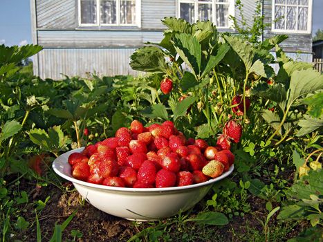 strawberries in vegetable garden