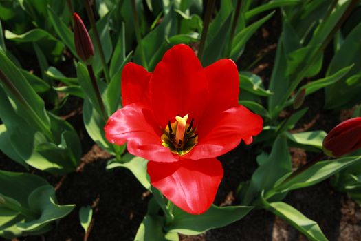 beautiful bright red tulip close up in Keukenhof