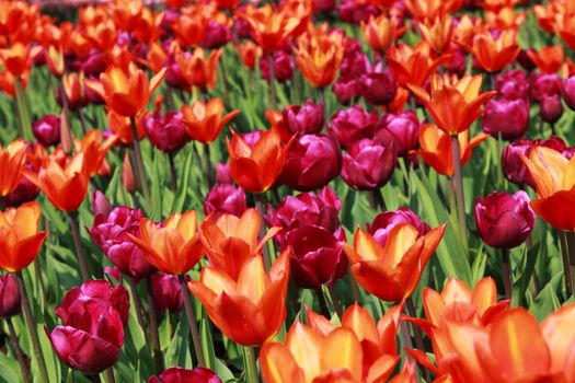 field of tulips with two contrast colors