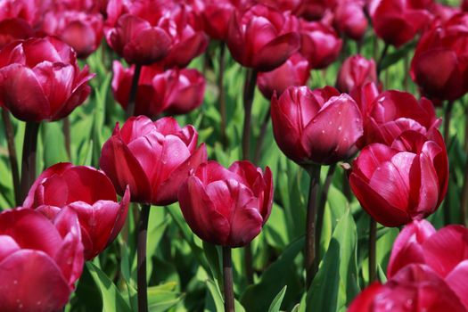 fields with many purple tulips "Negrita" in Keukenhof