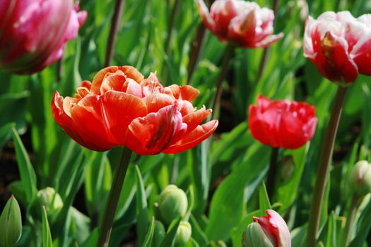 red tulip with untypical shape in the Keukenhof garden