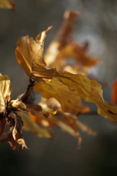 Autumn colorful leaves blown by wind, dark background and sunlight