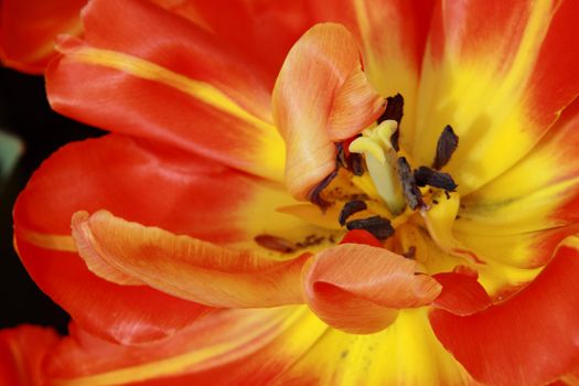 abtract picture of red tulip, close up