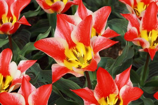 colorful red-white tulip "Pinocchio" close up