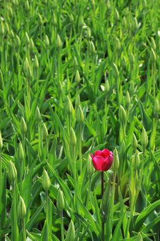 the only purple tulip among a lot nonblossoming 