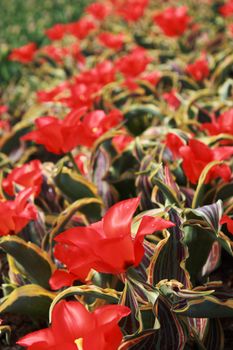 field of red tulips with untypical shape in Keukenhof