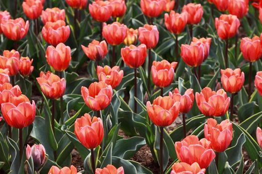 pattern of soft light red tulips in Keukenhof