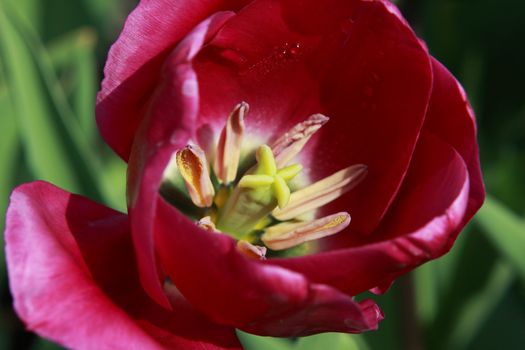 purple tulip closeup in garden Keukenhof, Netherlands