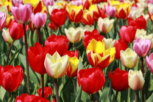 tulips og many different colors in garden of Keukenhof