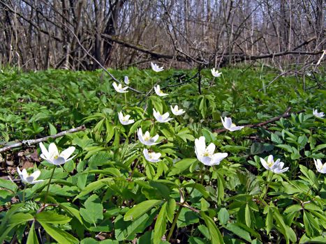 snowdrops in spring wood