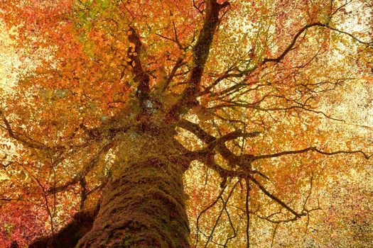 vintage picture of autumn tree