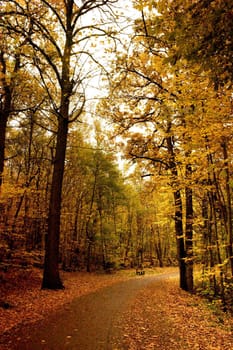 An autumn forest in the morning light