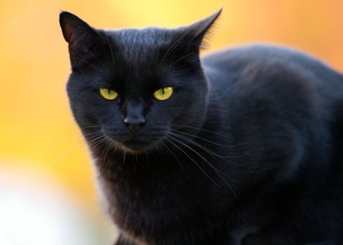 portrait of a black cat on a blurry background