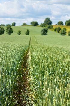 Field of wheat growing in early summer