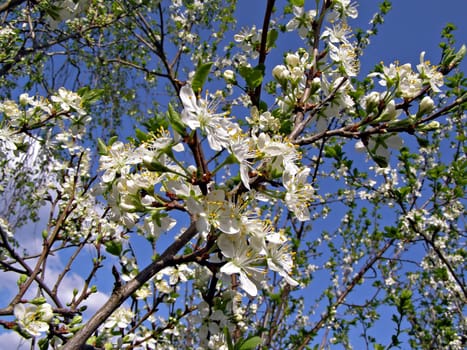 flower to cherries