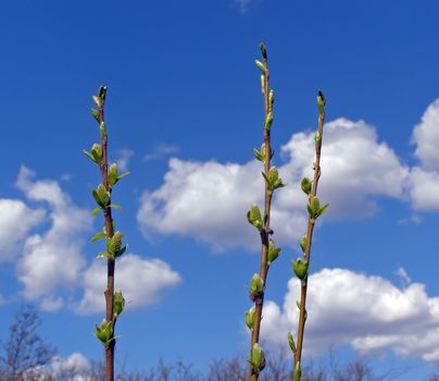 young sheet on branch of the osier