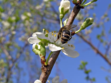 bee on flower of the cherries