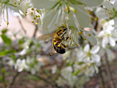 bee on flower of the cherries