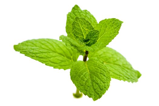 Close up green mint isolated on white background