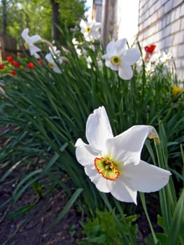 narcissuses in garden