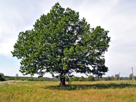 big oak on yellow field