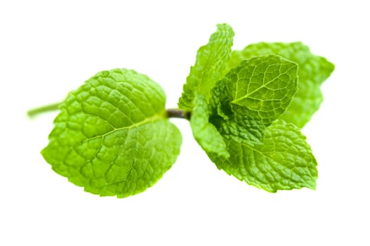 Green Mint on white background