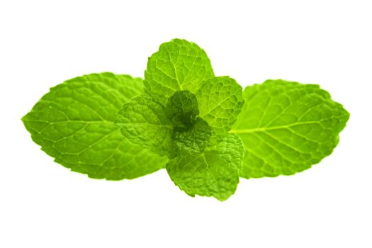 Green Mint on white background