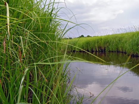 riverside sedge