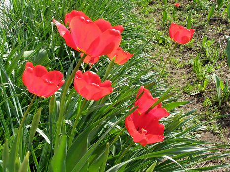 red tulips