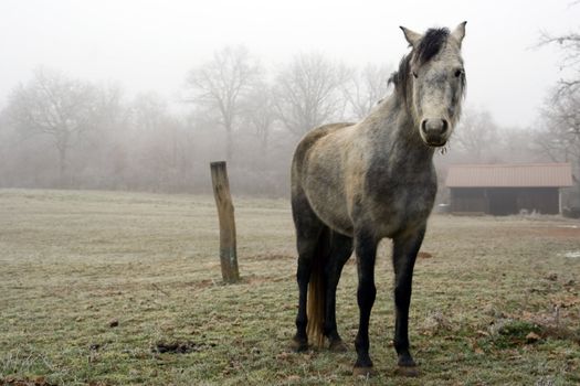 A vintage photograph of a horse in a frozen prairie