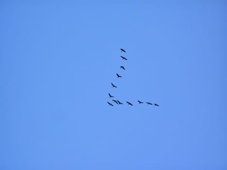 wild geese in sky