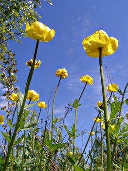 yellow flowerses amongst wood