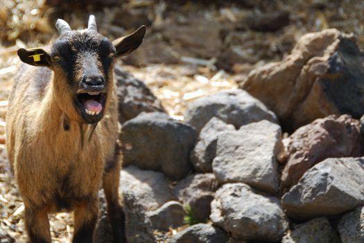 Portrait of a calling goat on stone background