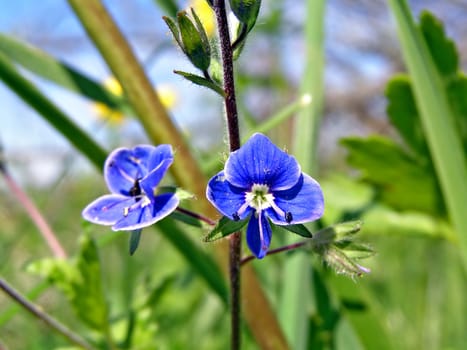 field flowerses