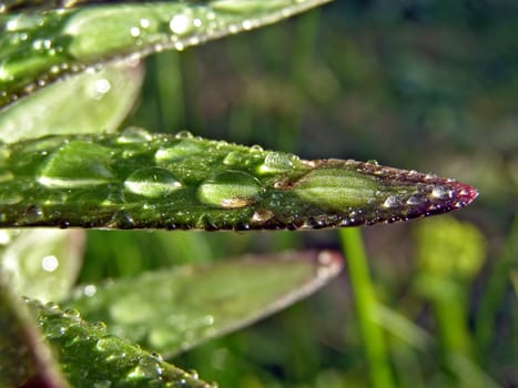 dripped rain on sheet of the lilies