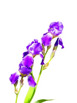 purple iris flower on a white background