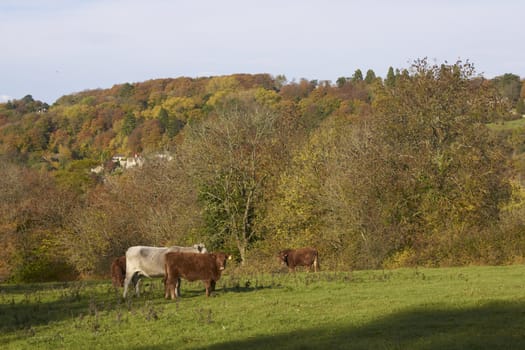 Cattle in a field in the Cotswolds, England