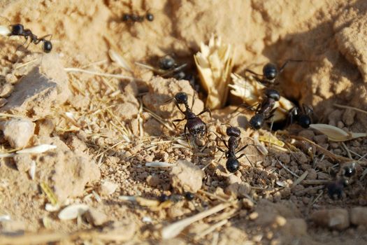 Black ants in desert near an anthill